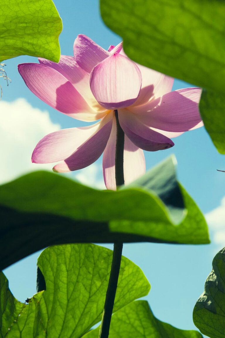 Reiki Master Karuna Expansion Journey