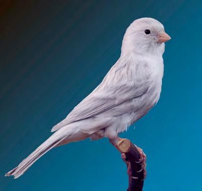 Pájaros