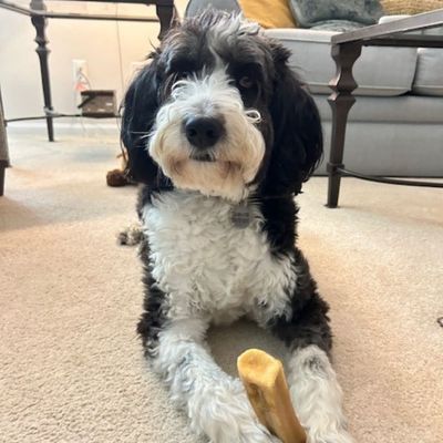 Chew Worthy Chews