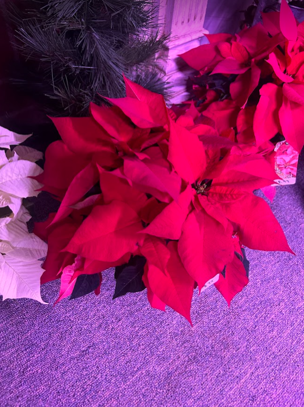 6.5&quot; Poinsettia Red