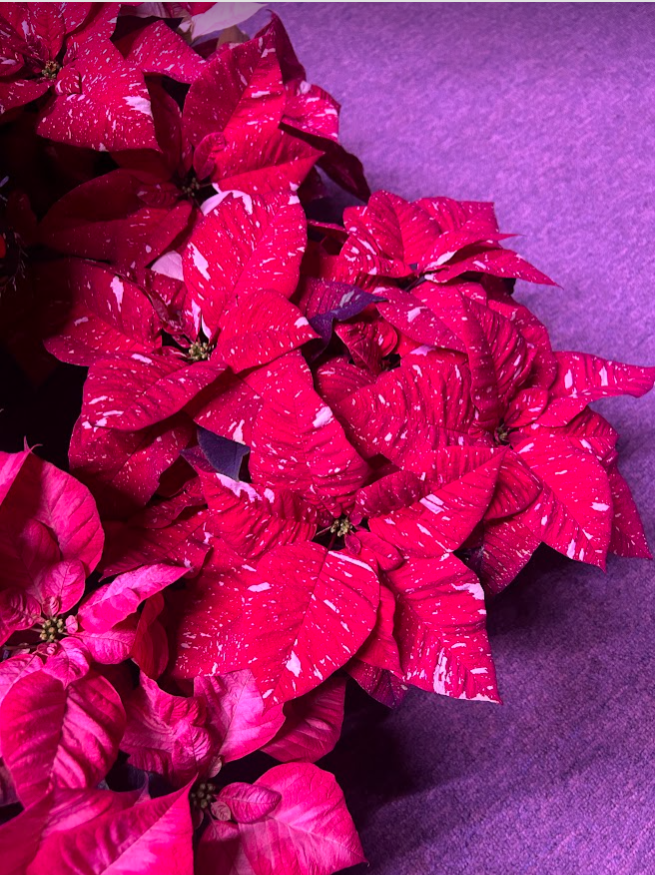 6.5&quot; Poinsettia Red Glitter