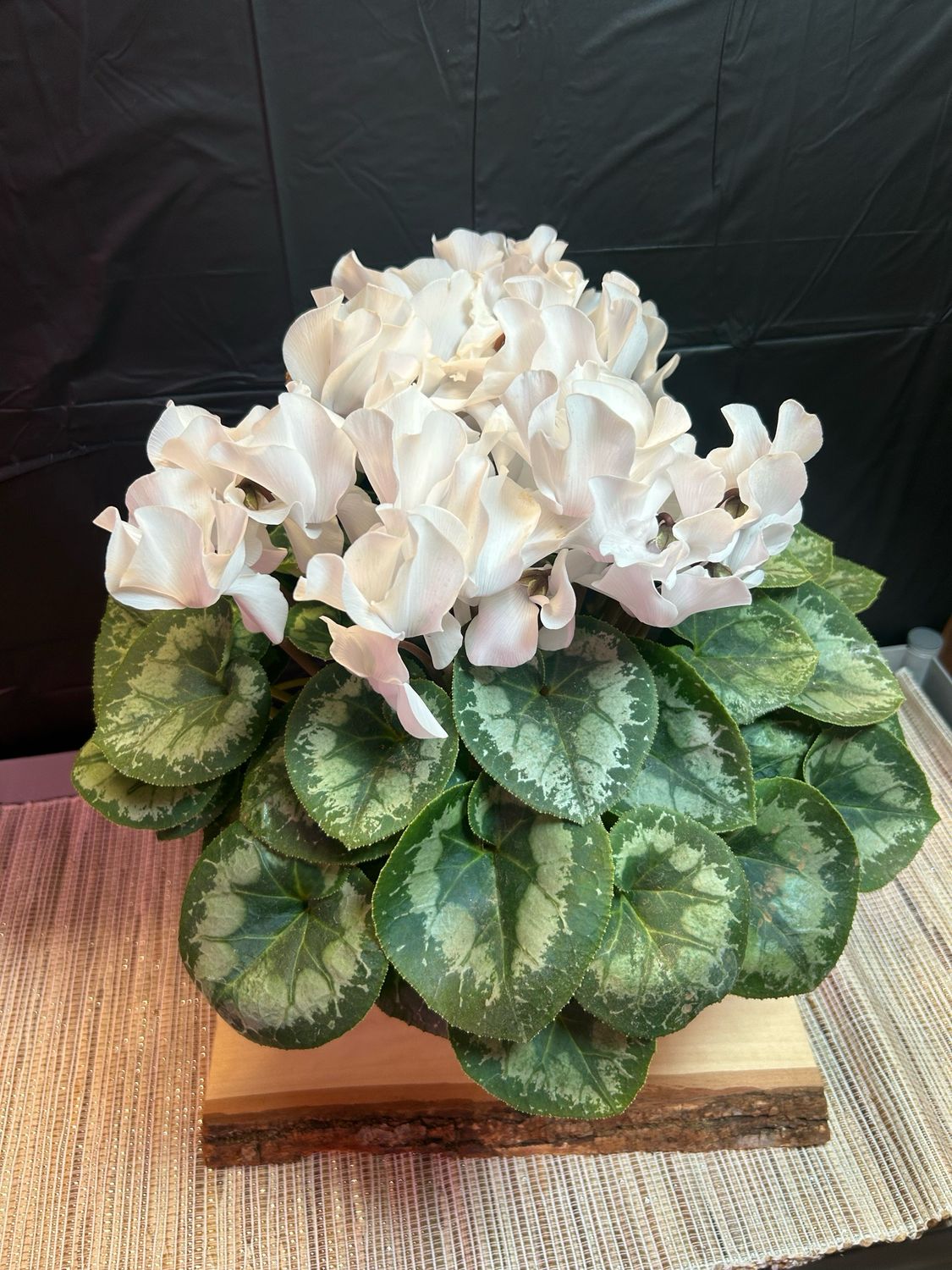 White Cyclamen, Clay Pot