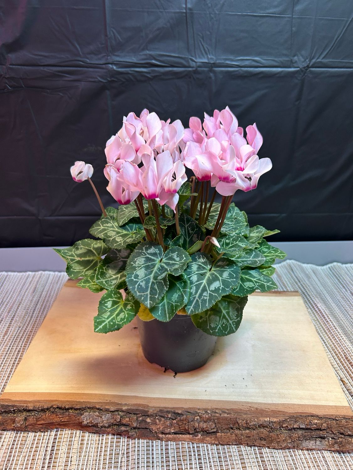 Pink Cyclamen