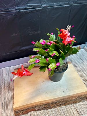 Christmas Cactus, Orange 4”