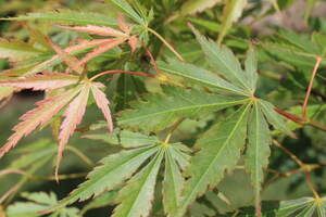 Orange Flame Japanese Maple