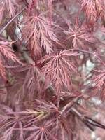 Inaba Shidare Japanese Laceleaf Maple