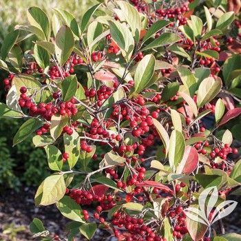 Brilliant Red Chokeberry