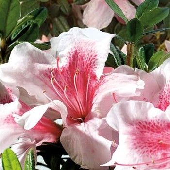 Autumn Chiffon™ Encore® Azalea