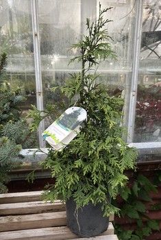 #1 Green Giant Arborvitae