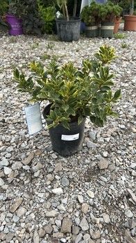 #1 Ilex Mes &#39;Honey Maid&#39;
