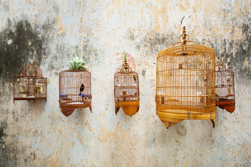 Bird Cages