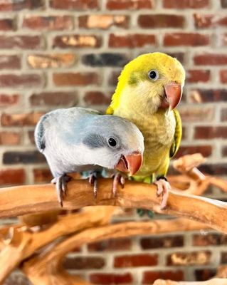 Birds
