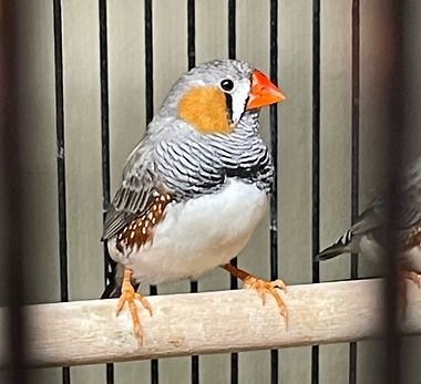 Zebra Finch