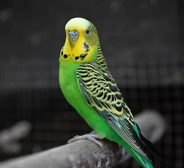 American Parakeets