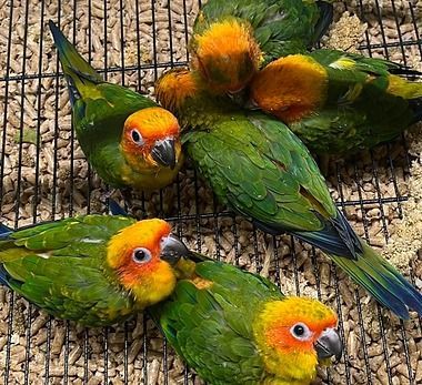 Sun Conures
