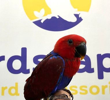 Eclectus