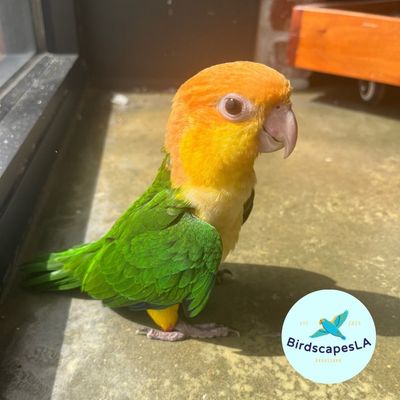 Caique Parrot