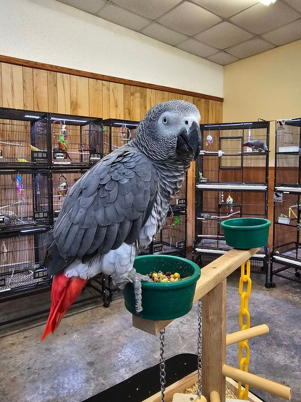 African Grey