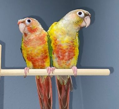 Green Cheek Conure
