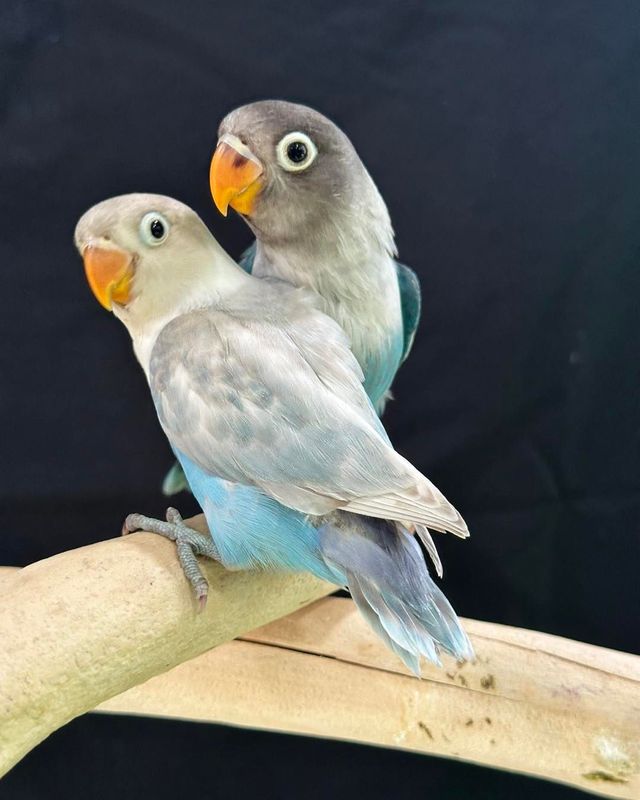 Love Birds