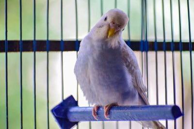 Bird Accessories
