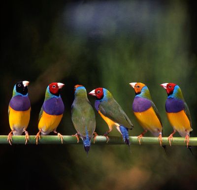 Finches