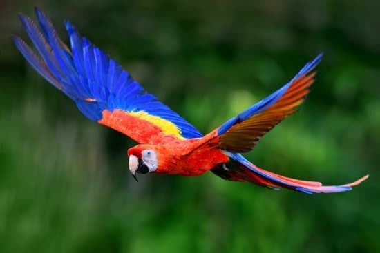 Macaws