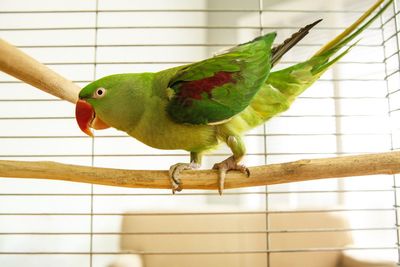 Alexandrine