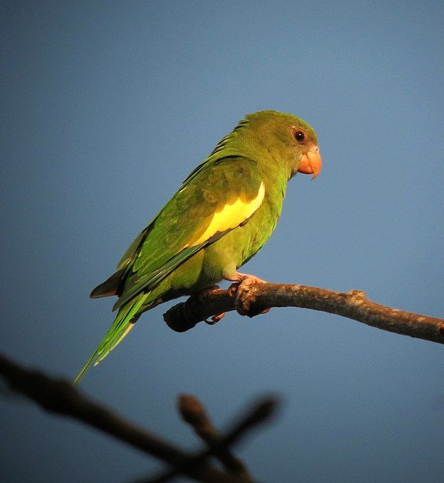 Canary Winged Parakeet