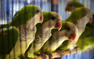 Quaker Parrots