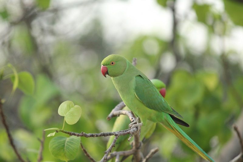 Indian Ringneck
