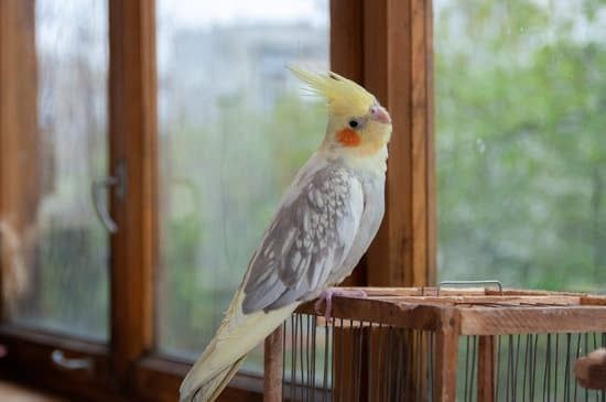 Cockatiel