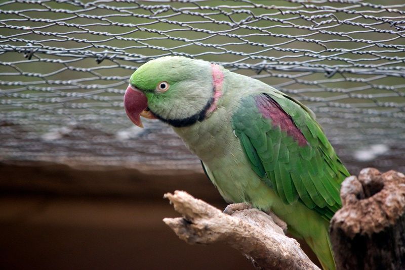 Ring Neck Parrot