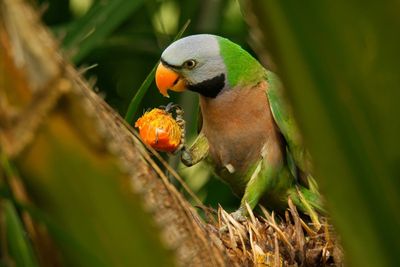 Moustached Parakeet