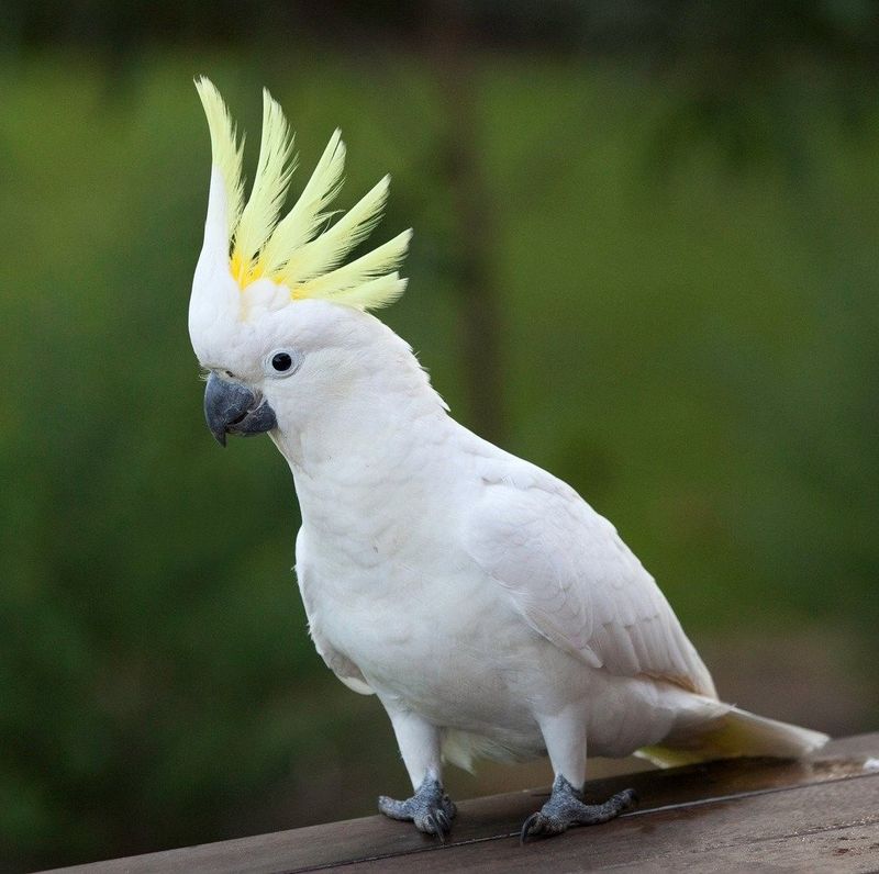 Cockatoos