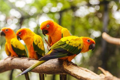 Sun Conure