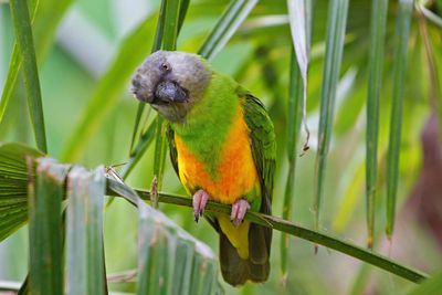 Senegal