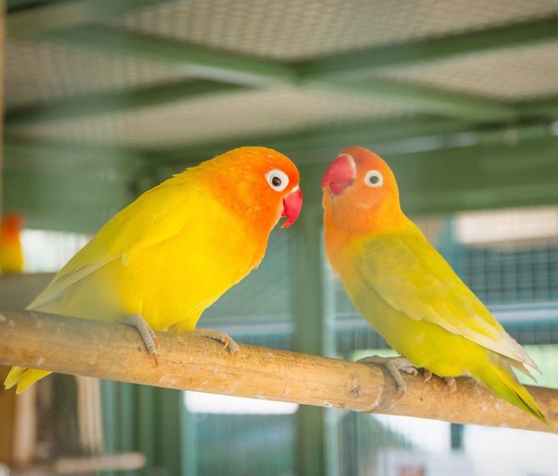 Bonded Pairs