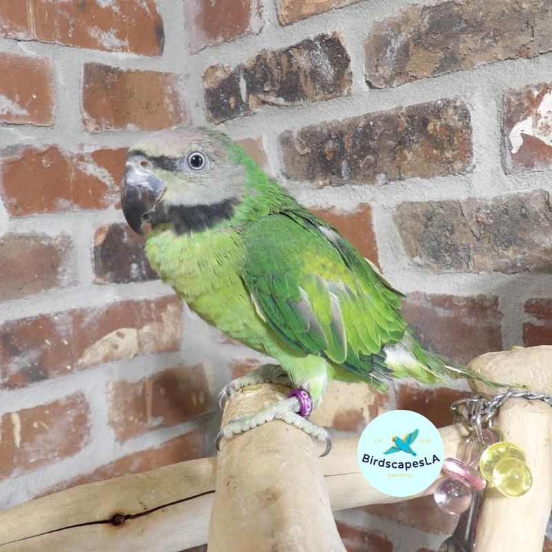 Moustached Parakeet  OZN 336      ON SALE!!!