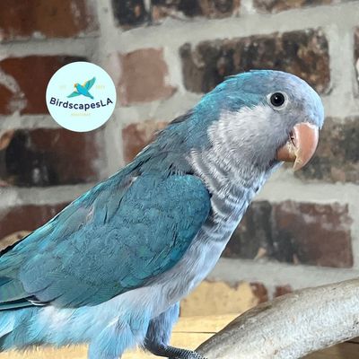 Blue Quaker