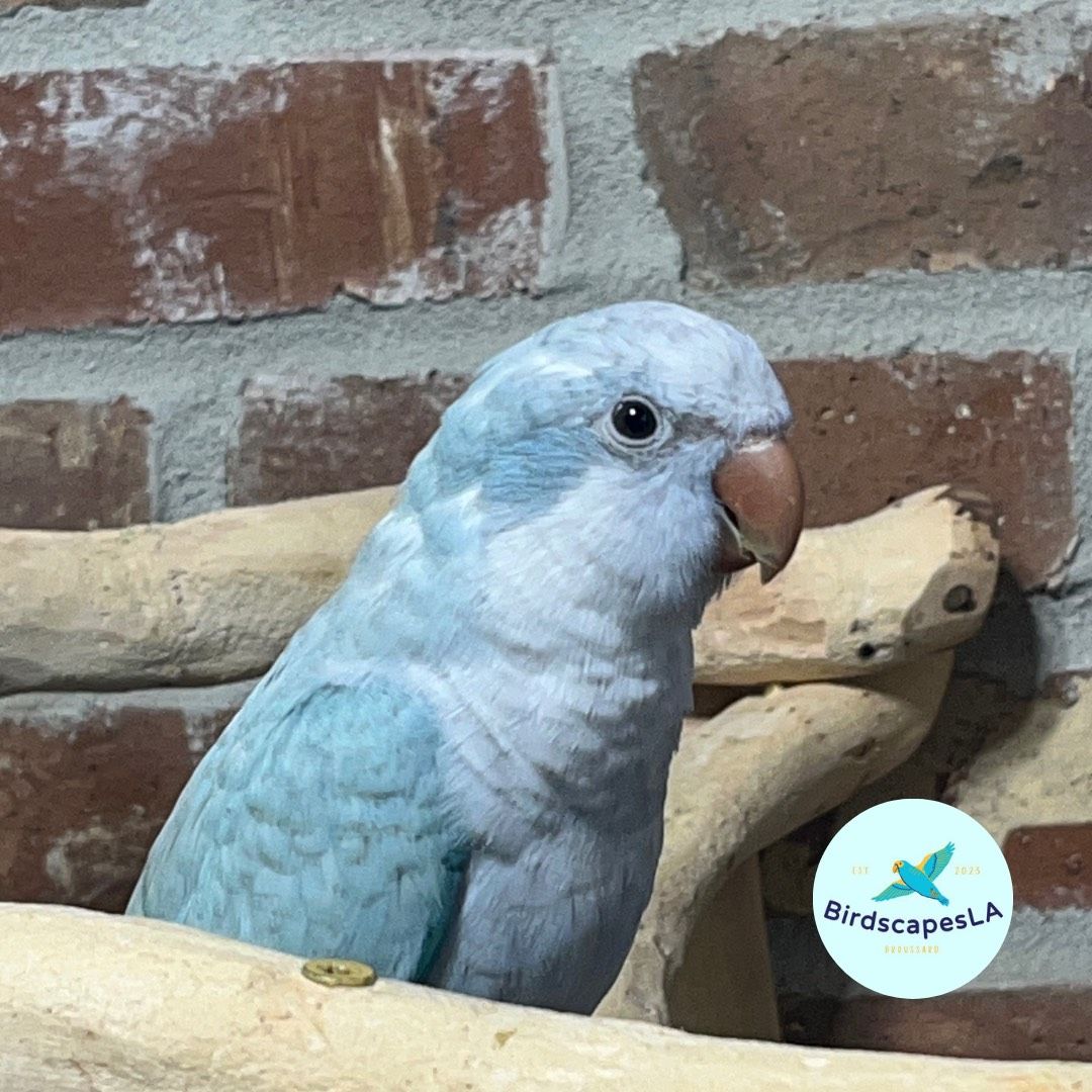 Blue Quaker