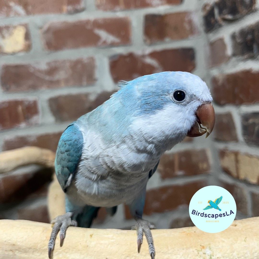 Blue Quaker