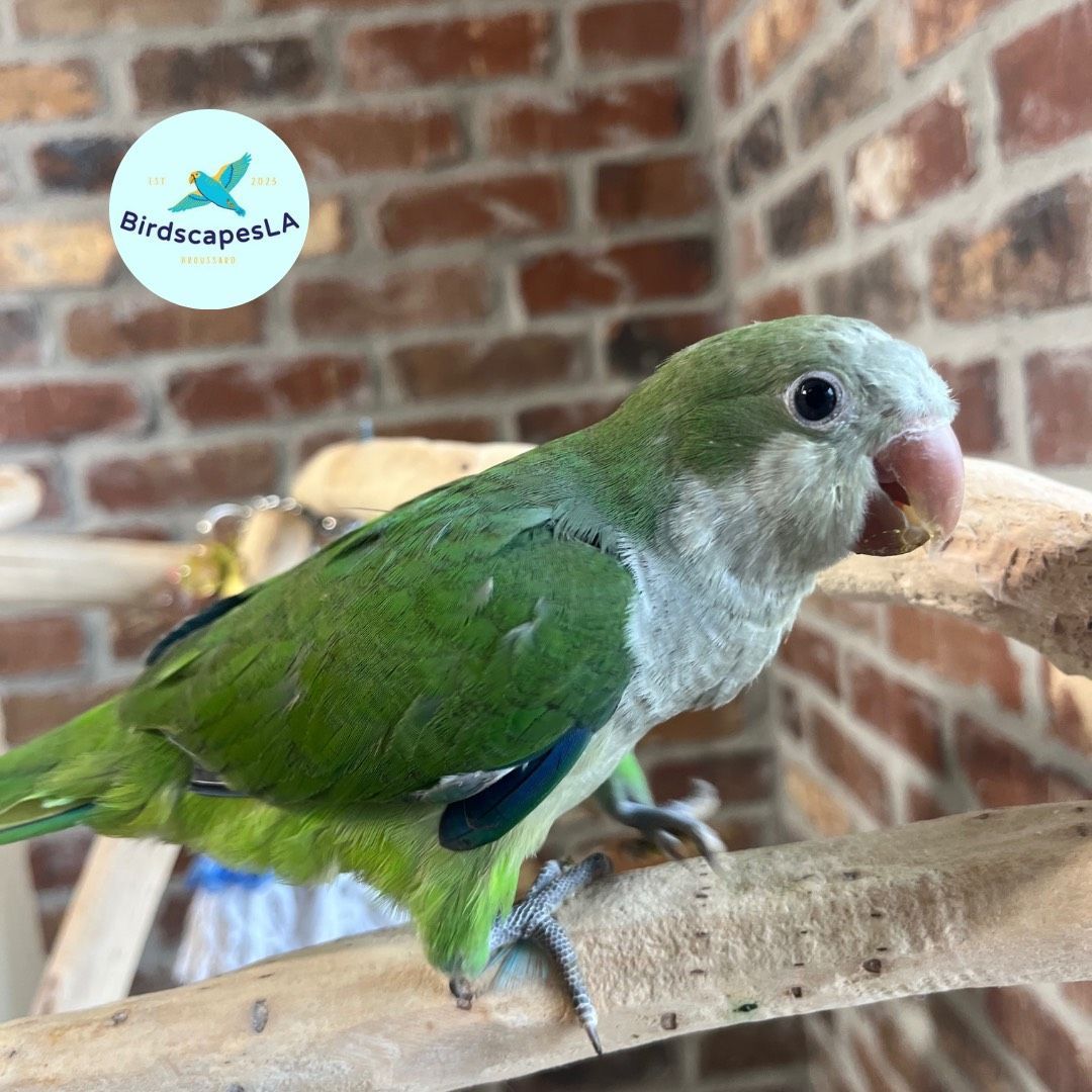 Green Quaker