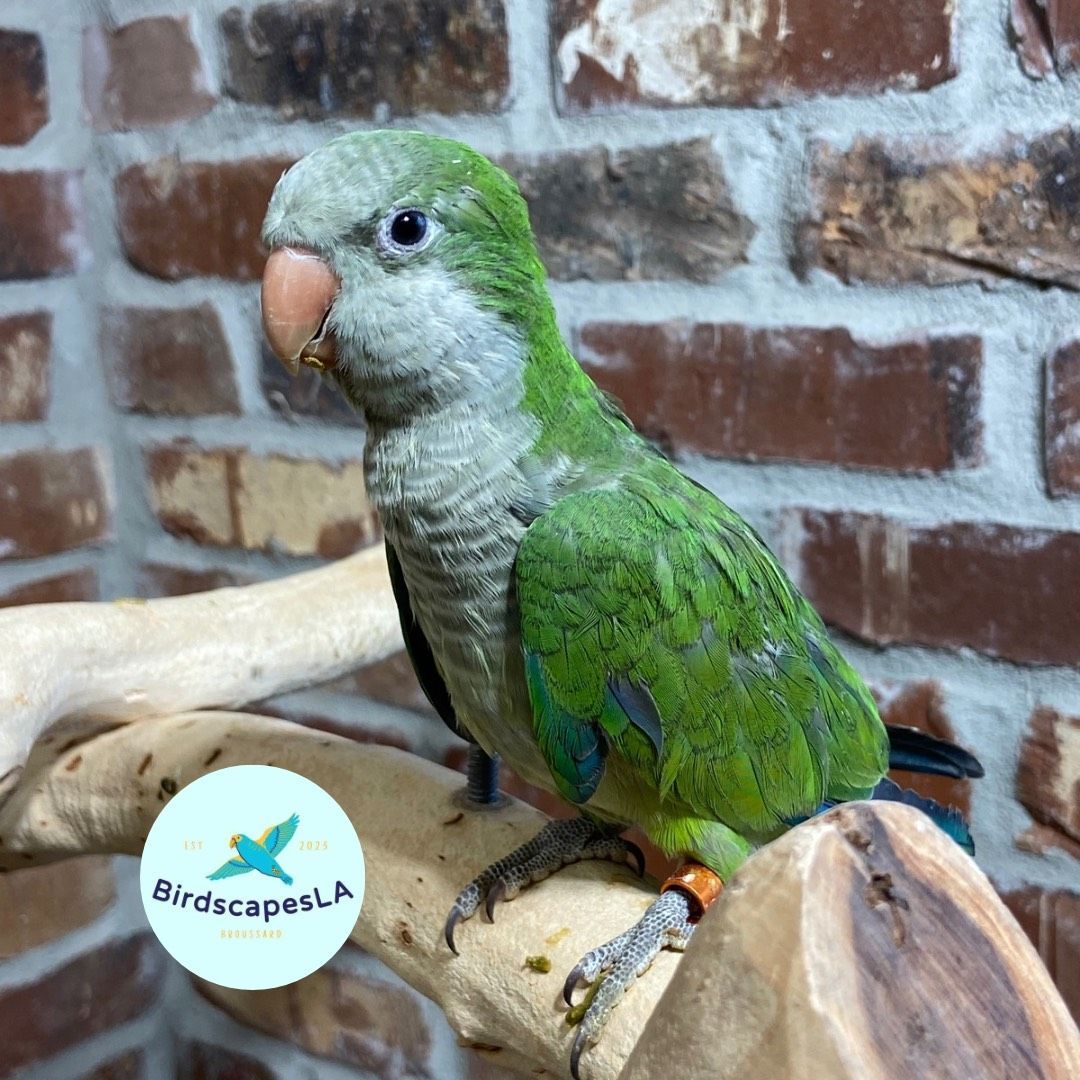 Green Quaker