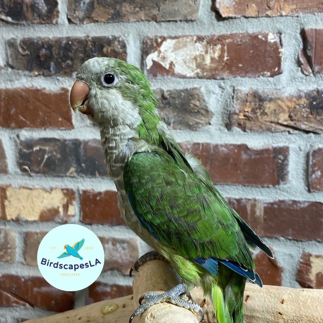 Green Quaker