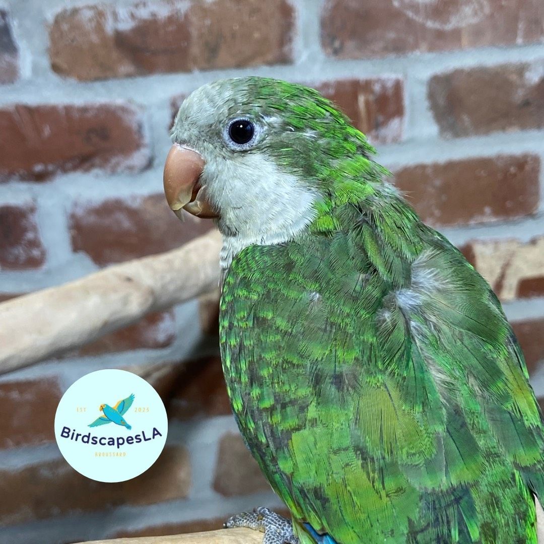 Green Quaker