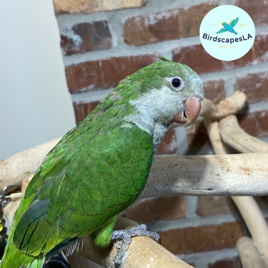 Green Quaker