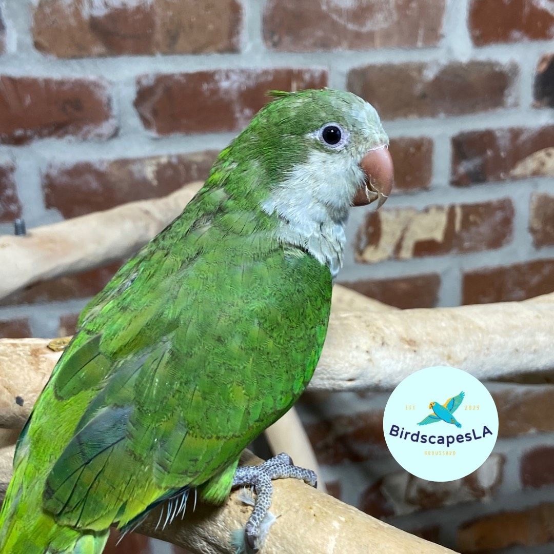 Green Quaker