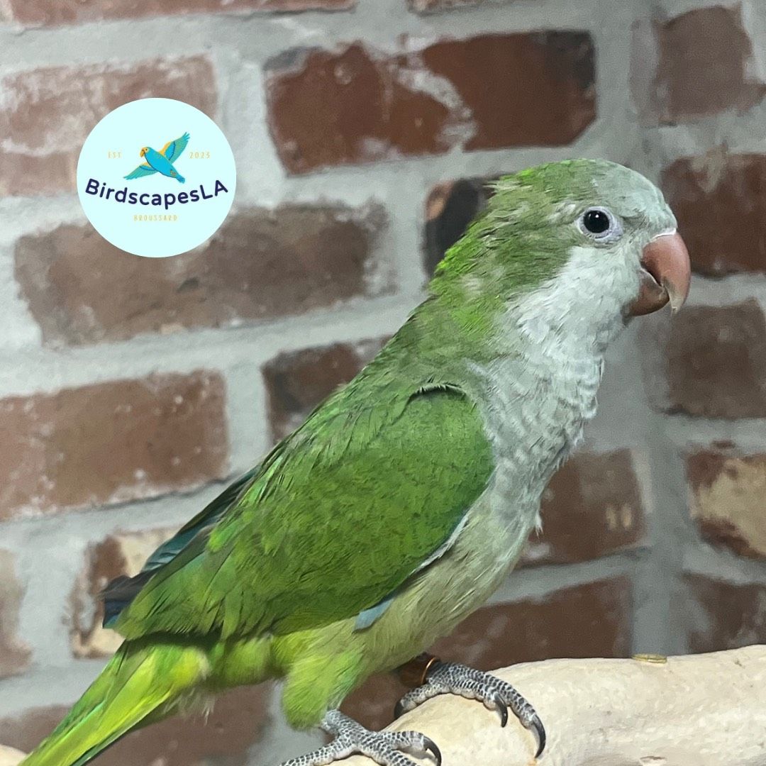 Green Quaker