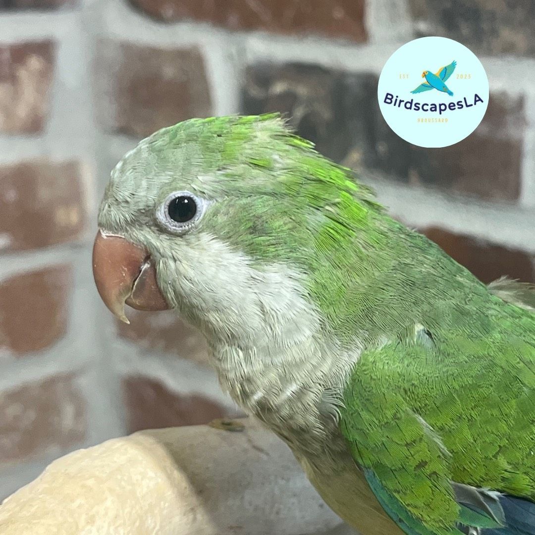 Green Quaker